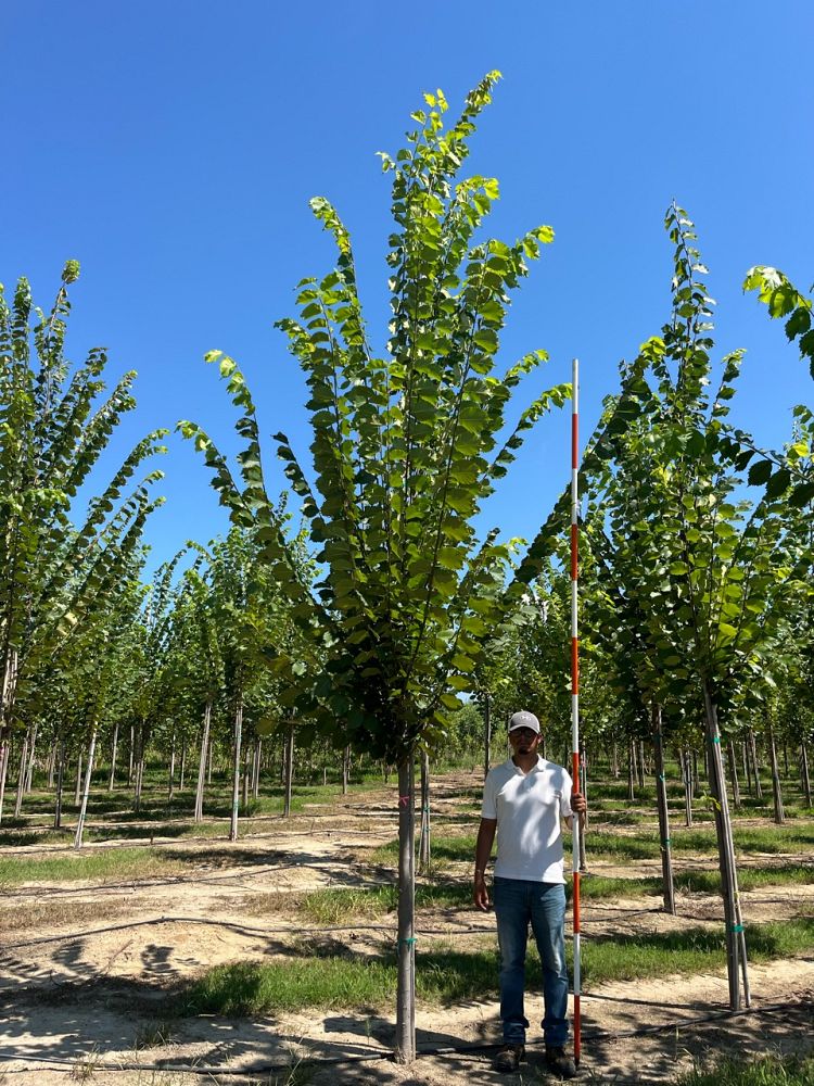 ulmus-americana-princeton-american-elm
