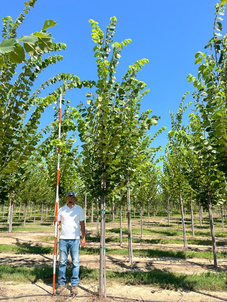ulmus-americana-princeton-american-elm