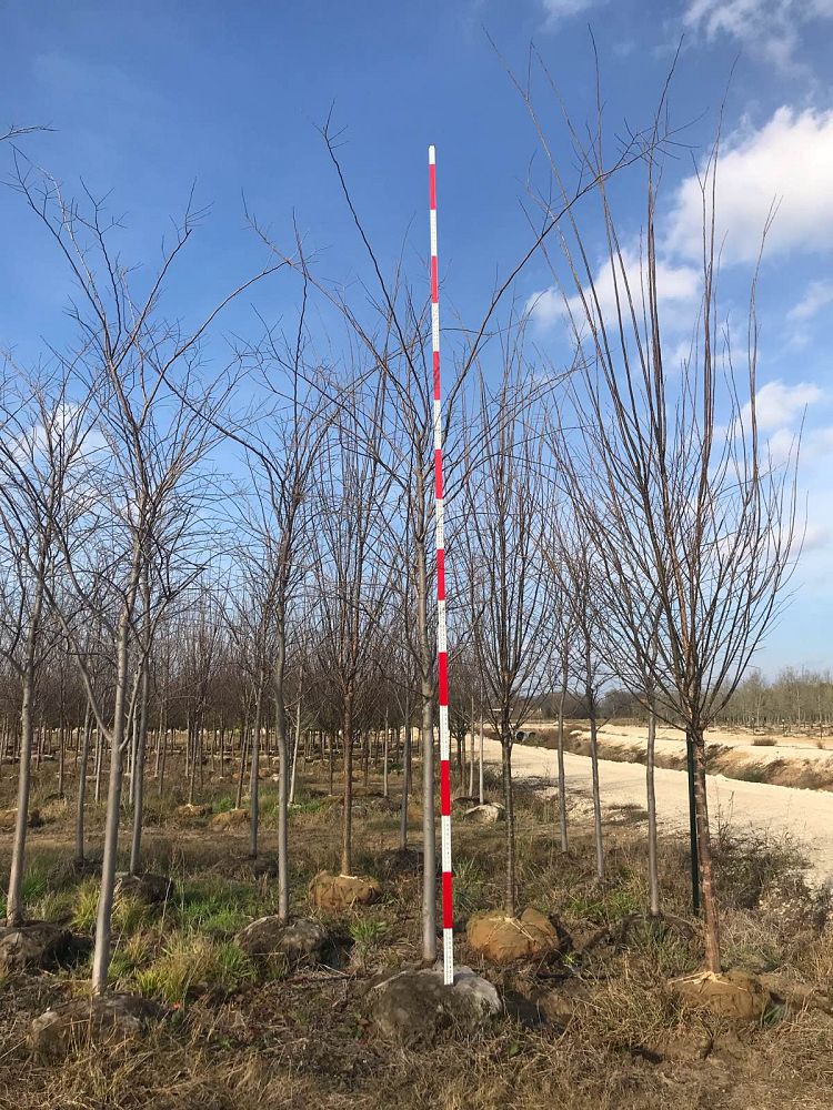 ulmus-americana-valley-forge-american-elm