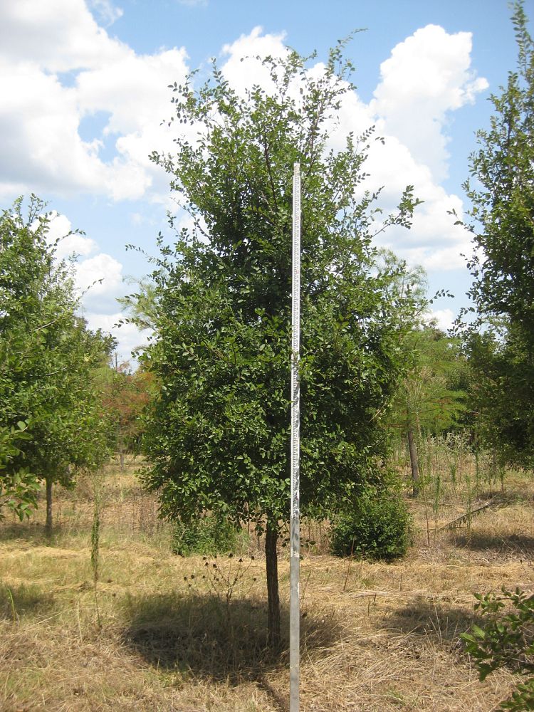 ulmus-crassifolia-cedar-elm