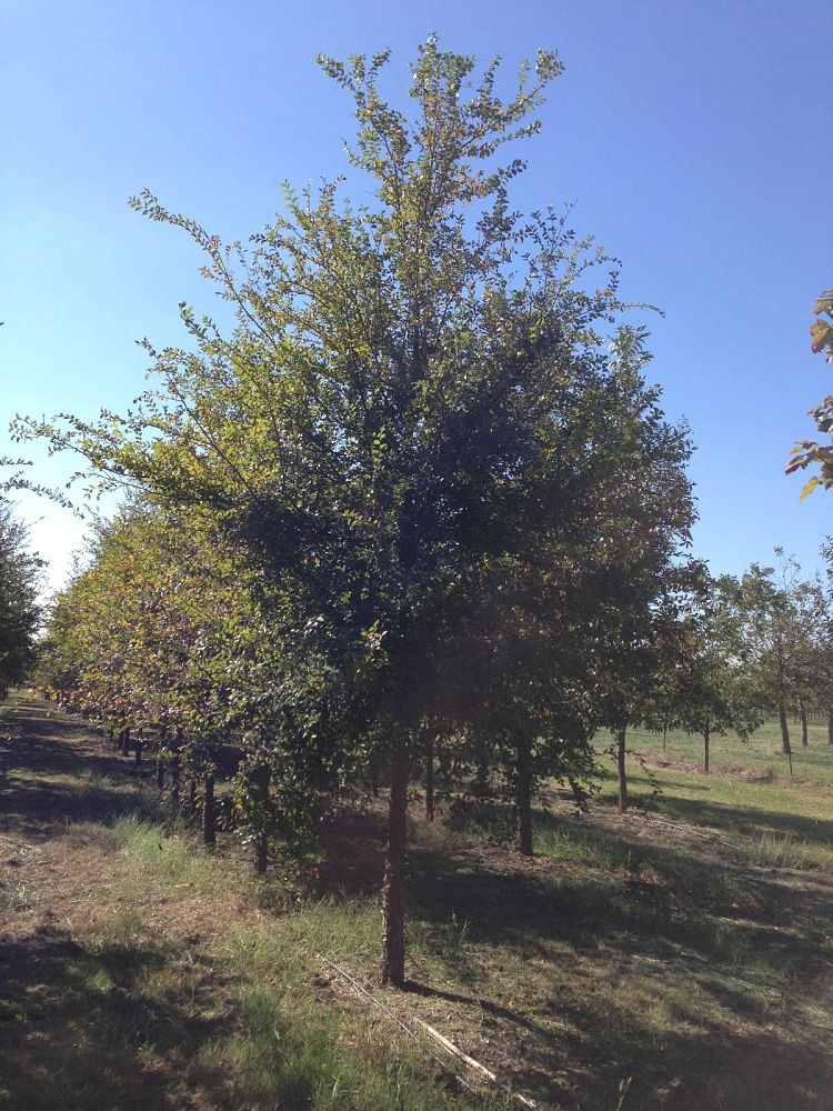 ulmus-crassifolia-cedar-elm