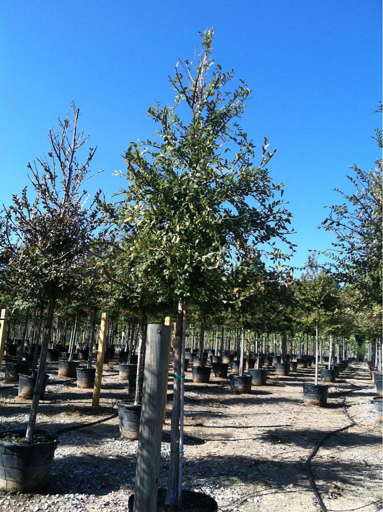 ulmus-crassifolia-cedar-elm