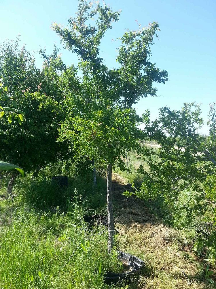 ulmus-crassifolia-cedar-elm