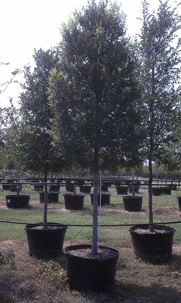 ulmus-crassifolia-cedar-elm