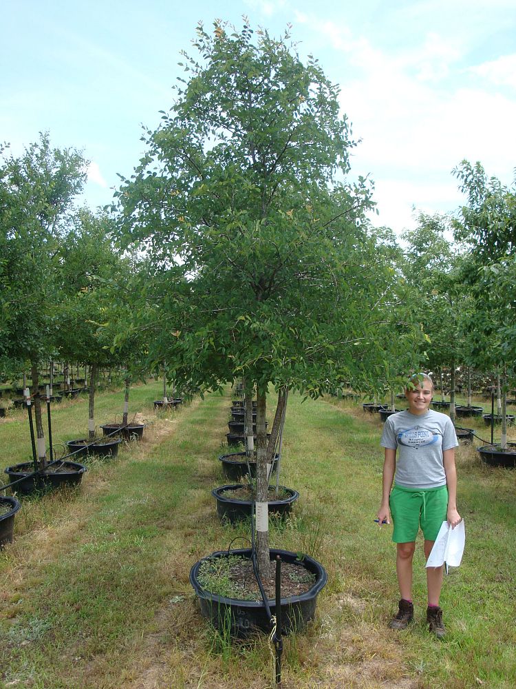 ulmus-crassifolia-cedar-elm