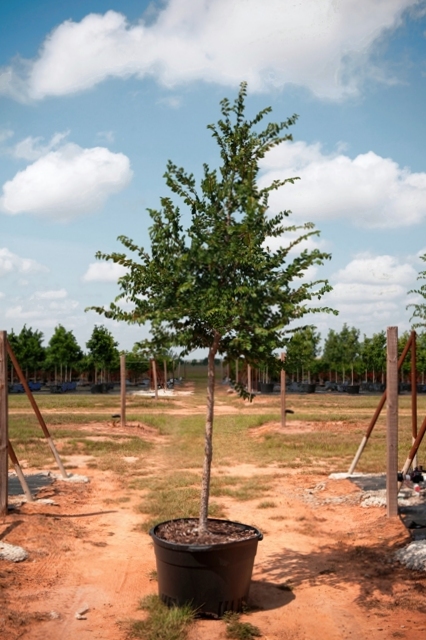 ulmus-crassifolia-cedar-elm