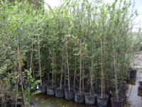 ulmus-crassifolia-cedar-elm
