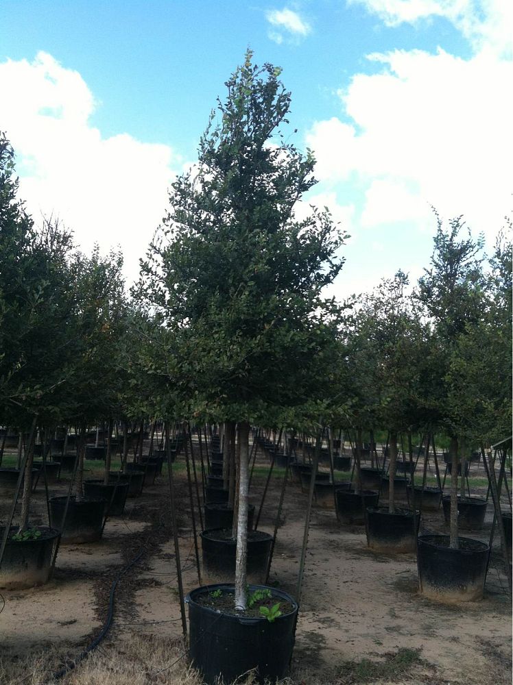 ulmus-crassifolia-cedar-elm