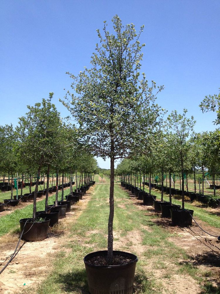 ulmus-crassifolia-cedar-elm