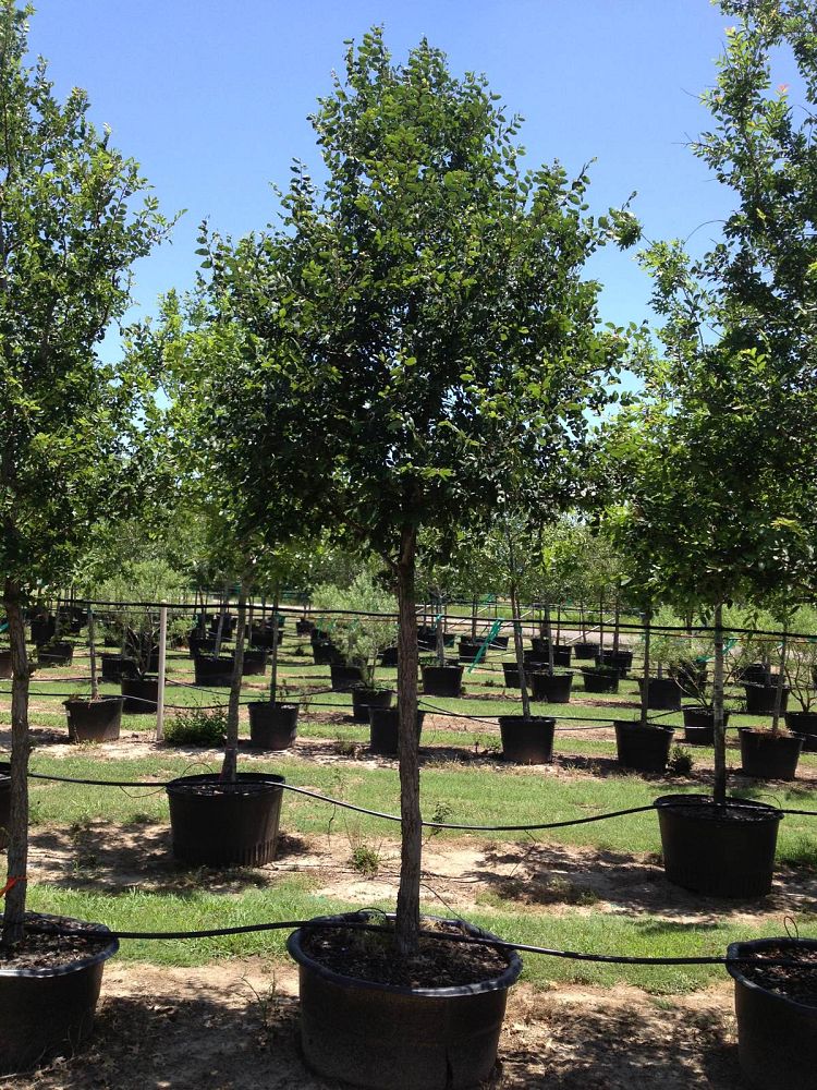 ulmus-crassifolia-cedar-elm