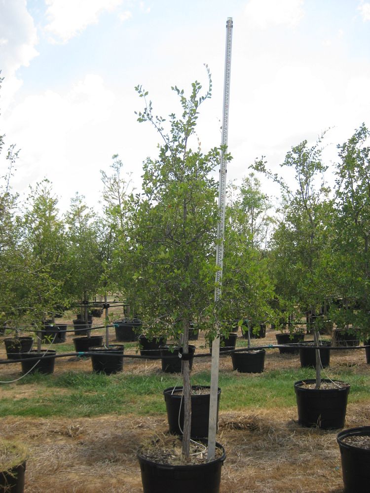 ulmus-crassifolia-cedar-elm