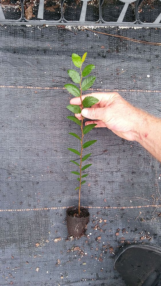 ulmus-crassifolia-cedar-elm