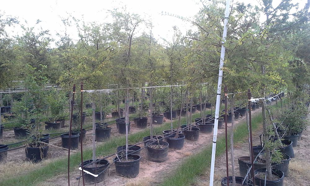 ulmus-crassifolia-cedar-elm