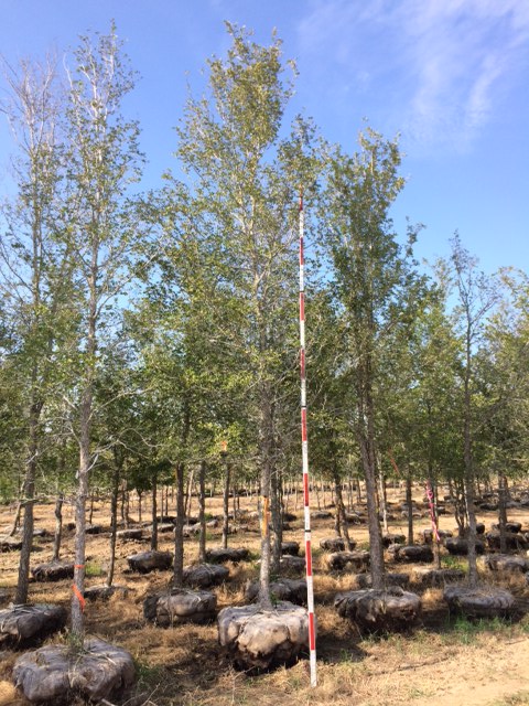 ulmus-crassifolia-cedar-elm