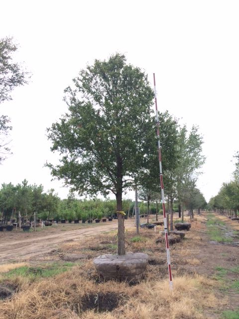 ulmus-crassifolia-cedar-elm