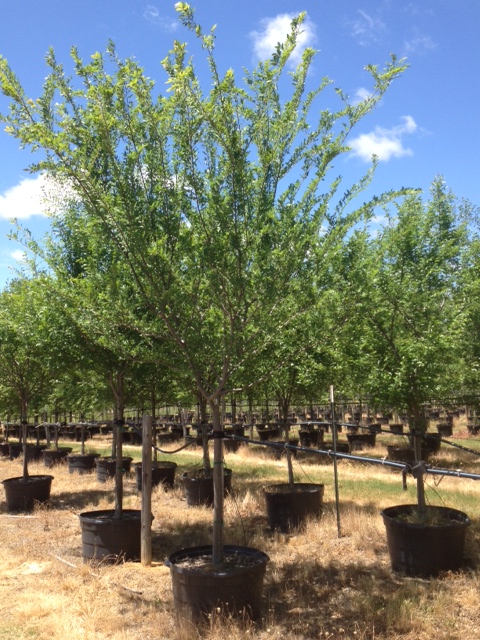 ulmus-crassifolia-cedar-elm
