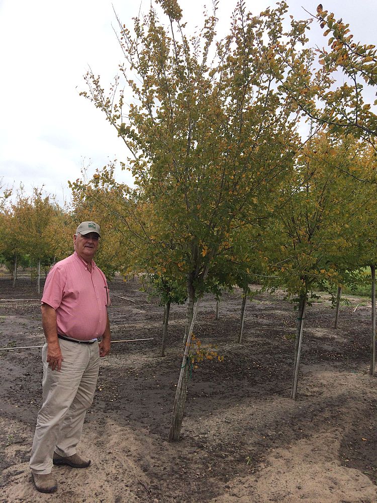 ulmus-crassifolia-cedar-elm