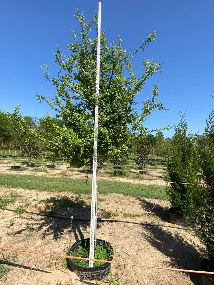ulmus-crassifolia-cedar-elm