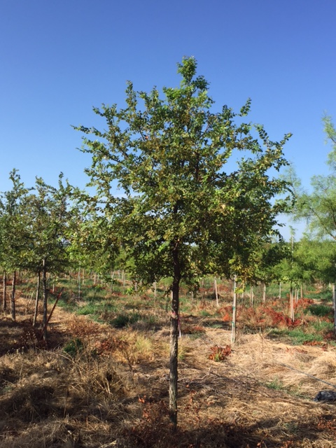 ulmus-crassifolia-cedar-elm
