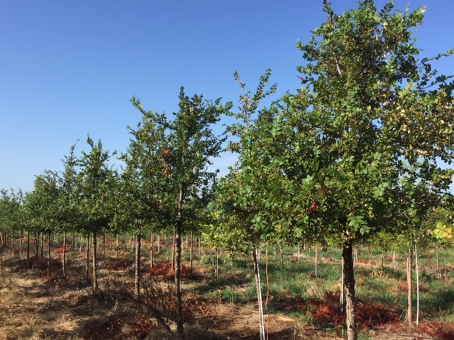 ulmus-crassifolia-cedar-elm