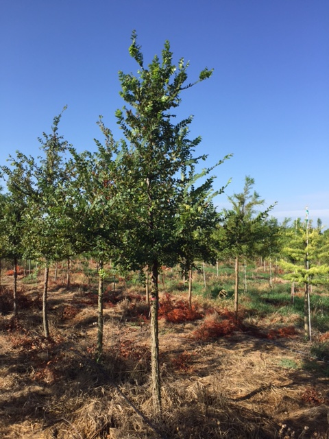 ulmus-crassifolia-cedar-elm