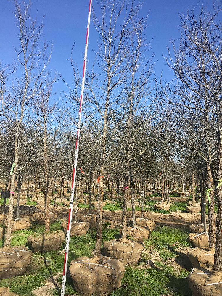 ulmus-crassifolia-cedar-elm