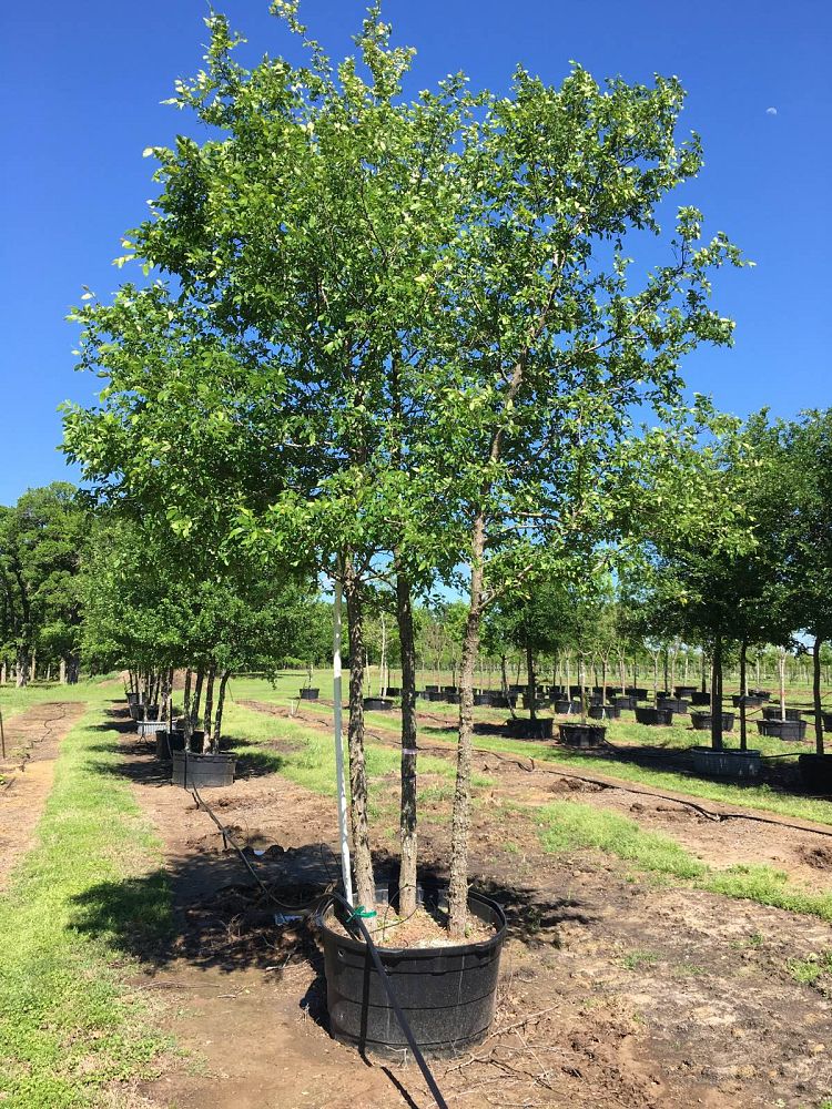 ulmus-crassifolia-cedar-elm