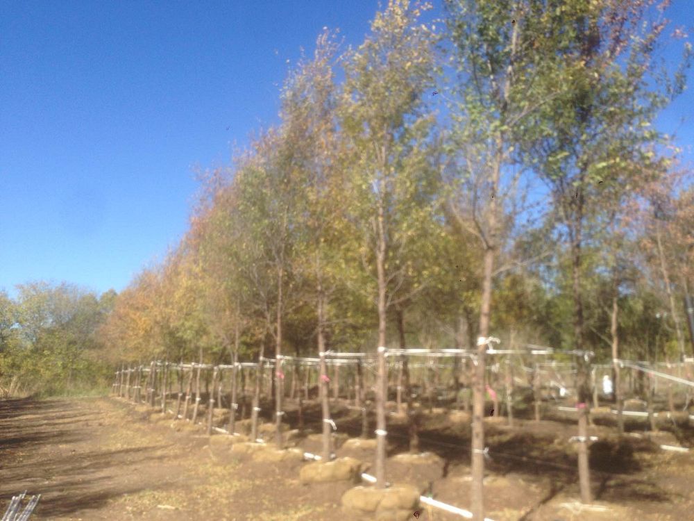 ulmus-crassifolia-cedar-elm