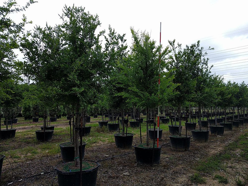 ulmus-crassifolia-cedar-elm