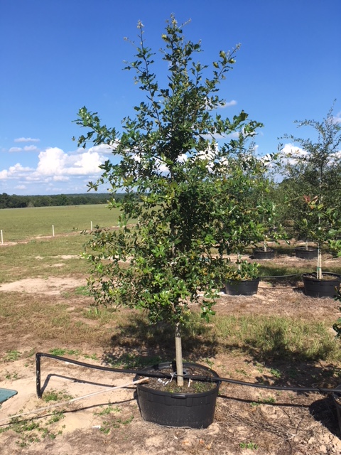 ulmus-crassifolia-cedar-elm