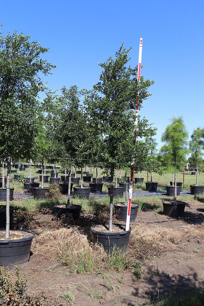 ulmus-crassifolia-cedar-elm