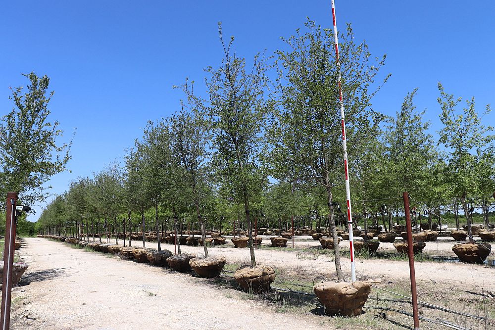 ulmus-crassifolia-cedar-elm