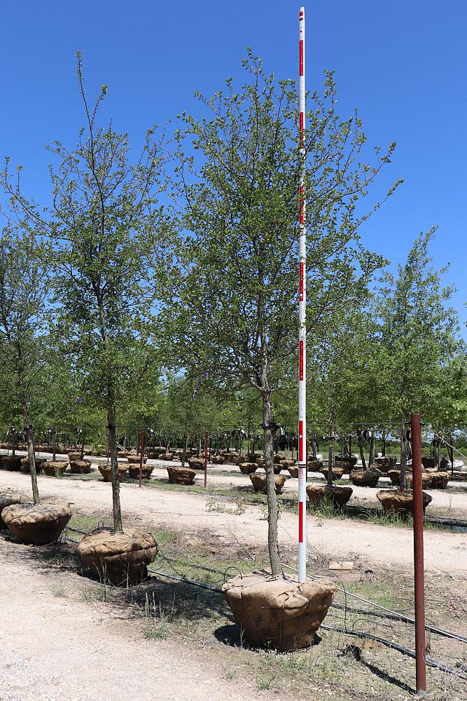 ulmus-crassifolia-cedar-elm