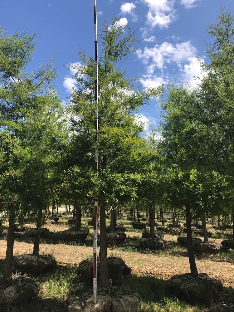 ulmus-crassifolia-cedar-elm