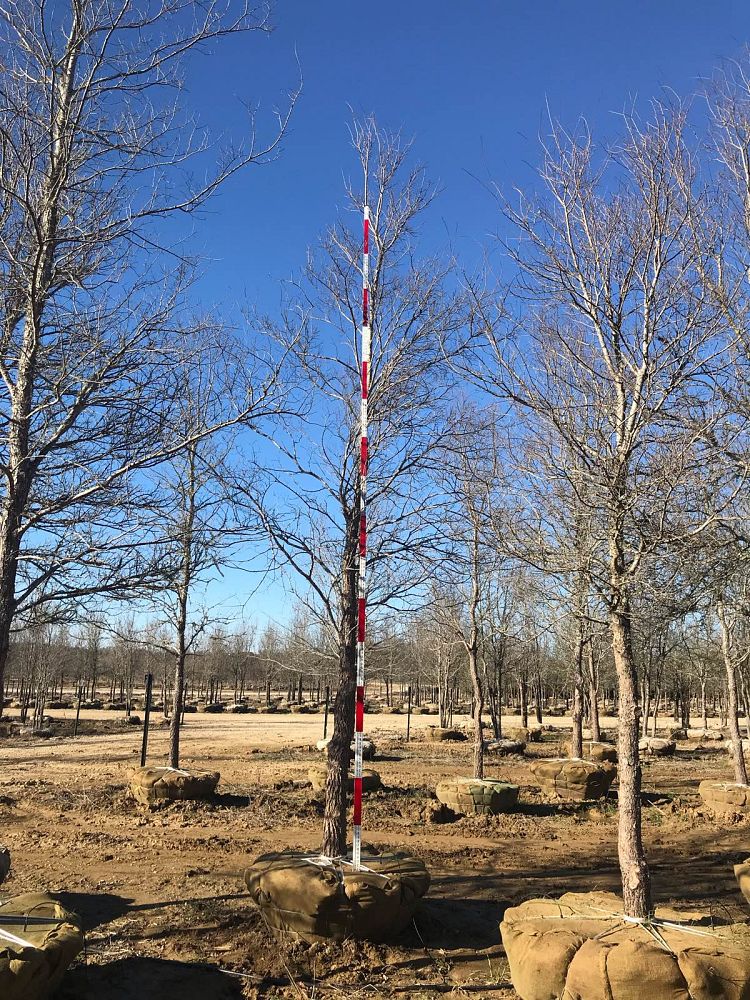 ulmus-crassifolia-cedar-elm