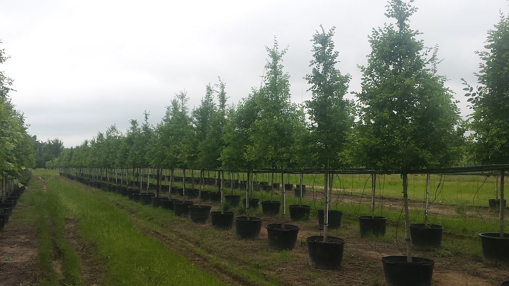 ulmus-crassifolia-cedar-elm