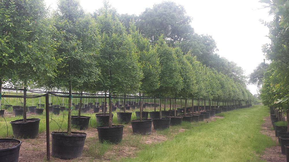 ulmus-crassifolia-cedar-elm