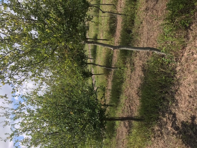 ulmus-crassifolia-cedar-elm