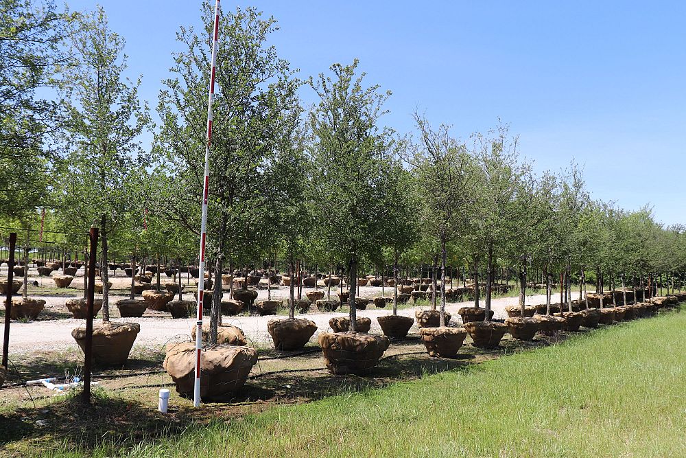 ulmus-crassifolia-cedar-elm