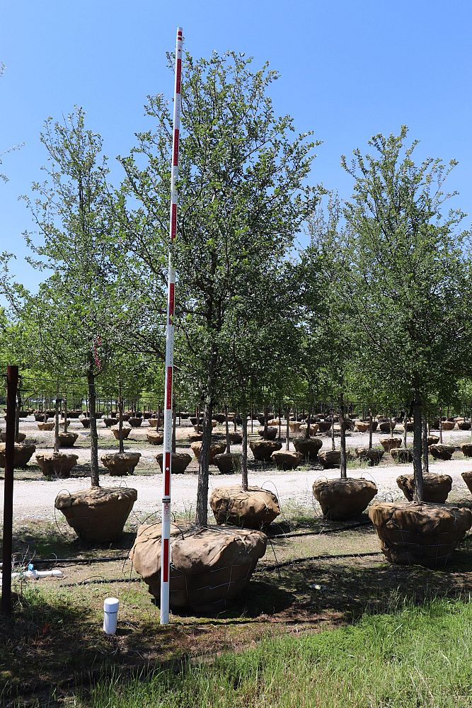 ulmus-crassifolia-cedar-elm