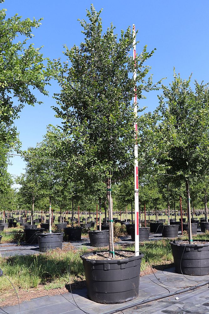 ulmus-crassifolia-cedar-elm