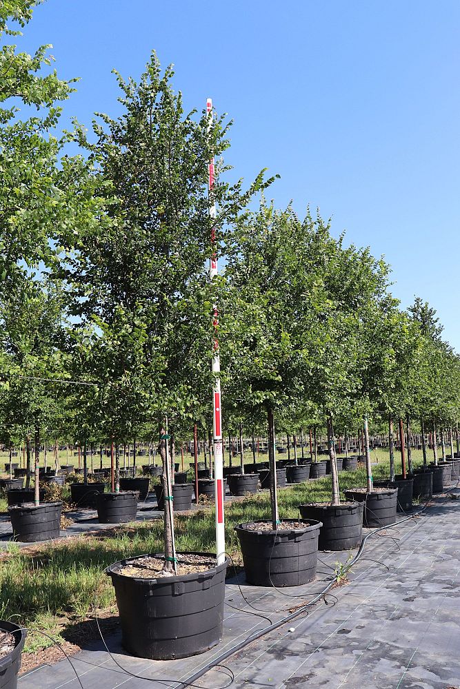 ulmus-crassifolia-cedar-elm