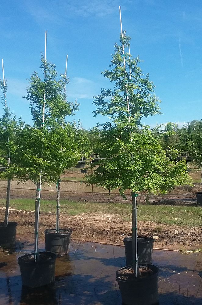 ulmus-crassifolia-cedar-elm