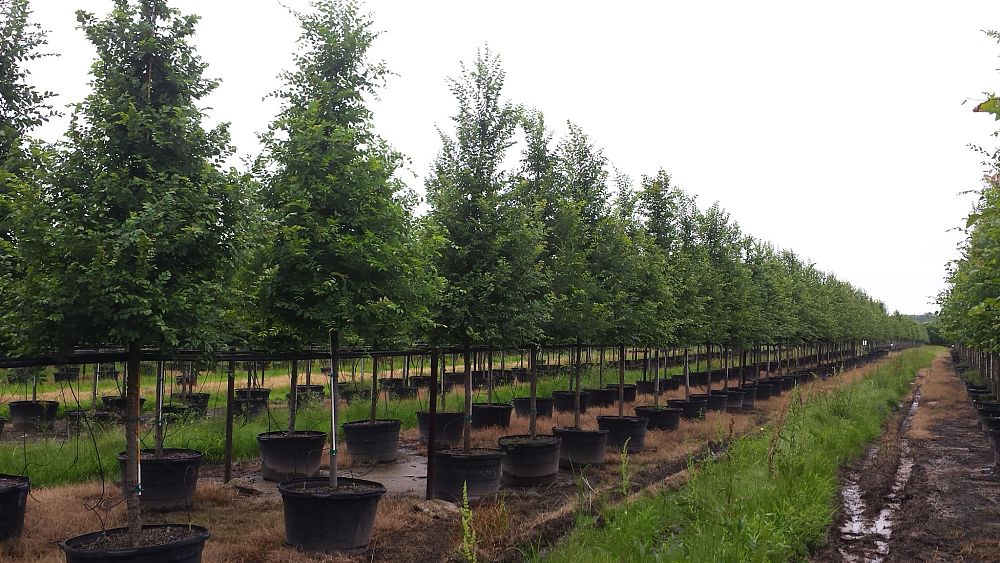 ulmus-crassifolia-cedar-elm