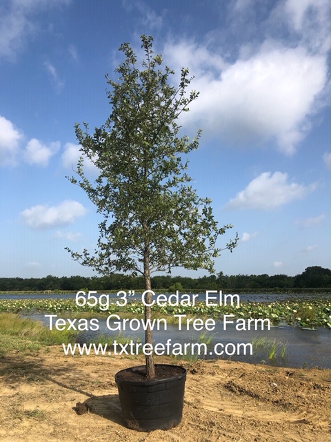ulmus-crassifolia-cedar-elm