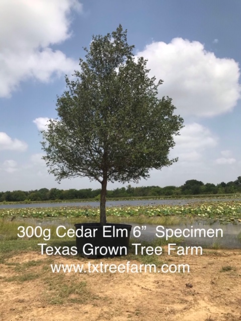 ulmus-crassifolia-cedar-elm