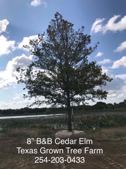 ulmus-crassifolia-cedar-elm