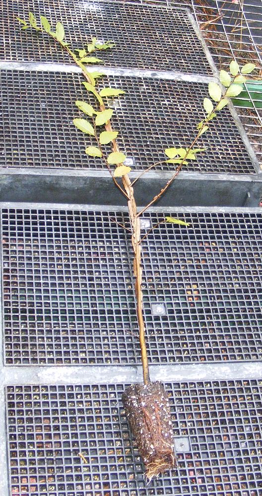 ulmus-crassifolia-cedar-elm