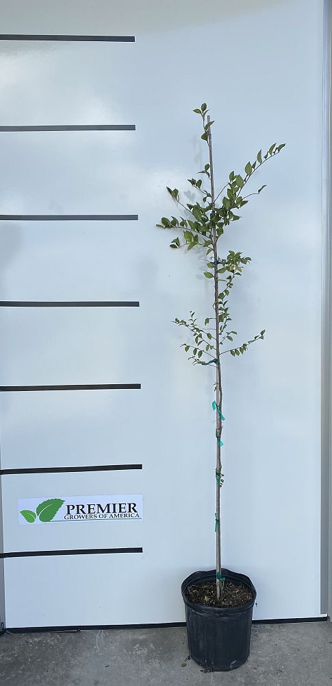 ulmus-crassifolia-cedar-elm