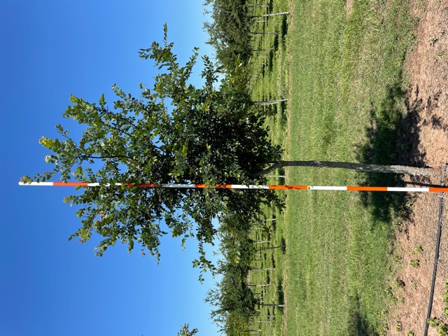 ulmus-crassifolia-cedar-elm